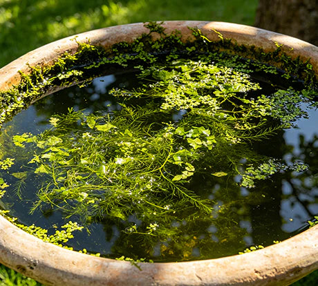 Algae Blooms