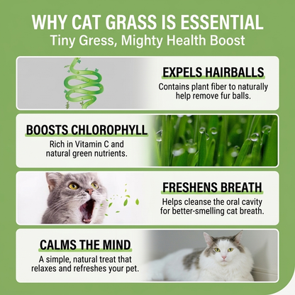 🌿No-Mess Cat Grass Kit | Hairball Relief & Clean Soil-Free Grow Cup✨