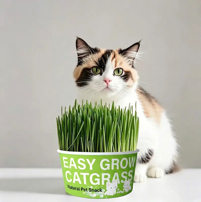 🌿No-Mess Cat Grass Kit | Hairball Relief & Clean Soil-Free Grow Cup✨
