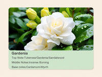 Gardenia