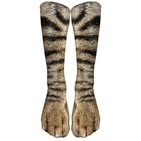 Tabby cat