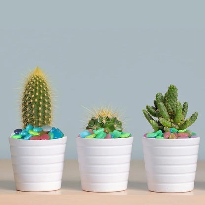 last-day-sale-50-offcolorful-glow-in-the-dark-garden-stones-1635
